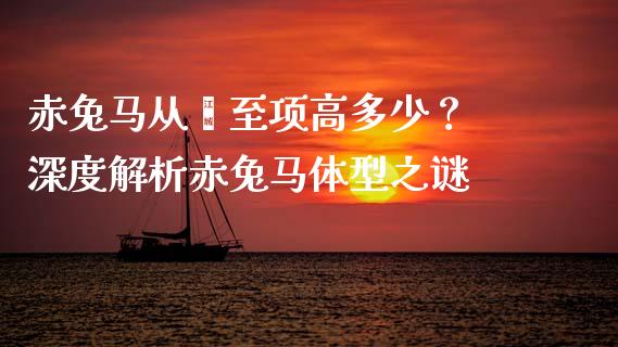 赤兔马从蹿至项高多少？ 深度解析赤兔马体型之谜_https://m.jnlaobingbanjia.com_基金市场_第1张