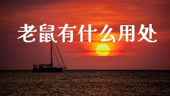老鼠有什么用处_https://m.jnlaobingbanjia.com_理财规划_第1张