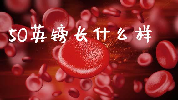 5O英镑长什么样_https://m.jnlaobingbanjia.com_金融监管_第1张